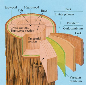 phloem composition of and xylem Tree House Pod   Village Community 7 One