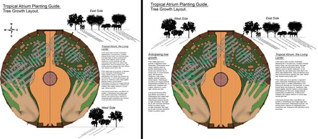 Shadi Kennedy (Artist and Graphic Designer) also began creating these images for the tree aspects of the Tropical Atrium Planting and Harvesting plan. The purpose of these is to show the layering of these trees and how this has been done to maximize sunlight availability for all of them.
