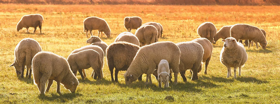 Ethical Sheep Raising, Animal Husbandry, Sheep, Sheep for Milk, Sheep for Cheese, One Community Global, green living, conscientious sheep raising, conscious sheep raising, taking care of sheep, Highest Good sheep