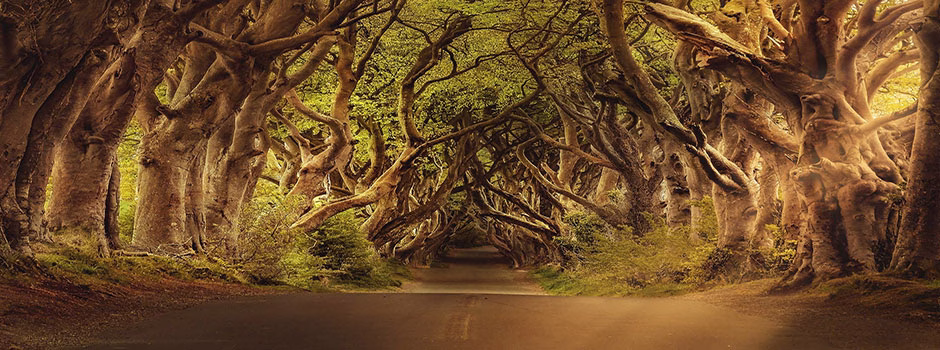 One Community Global, sustainable roadways, sustainable walkways, sustainable landscaping, eco-living, green living, sustainable design, permaculture, image source darkworkx on Instagram and Pixabay