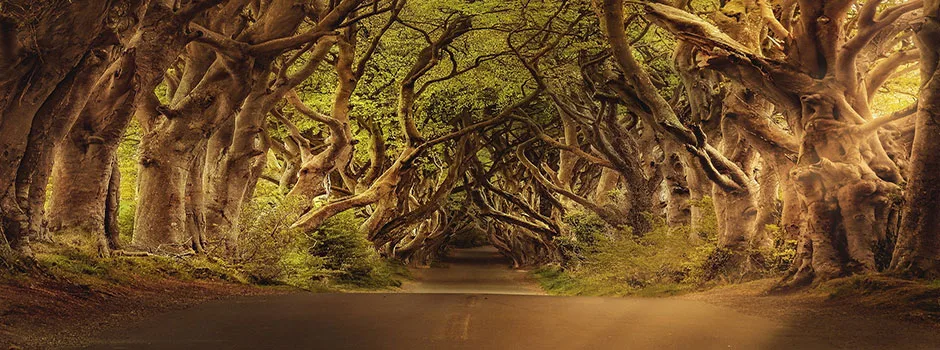 One Community Global, sustainable roadways, sustainable walkways, sustainable landscaping, eco-living, green living, sustainable design, permaculture, image source darkworkx on Instagram and Pixabay
