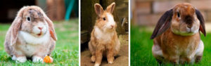 Rabbit Stewardship: Ethical, Humane, Conscientious Raising/Husbandry