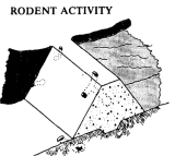Rodent Activitiy