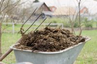 Chicken Manure