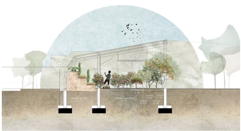 Walipini greenhouse design, subtropical fruit production, off-season food growing, controlled temperature greenhouse, winter chill hours management, apple espalier defoliation technique, year-round apple harvesting, subtropical crops protection, sustainable food production, natural light optimization in greenhouses