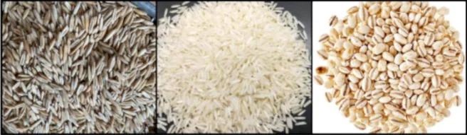 Bulk Grains Affordable staple grains, sustainable bulk food purchasing, cost-effective grain sourcing, long-term food storage solutions, regional food wholesalers, community grain procurement, bulk grain storage strategies, sustainable staple food planning, low-cost healthy food staples, resilient food supply systems