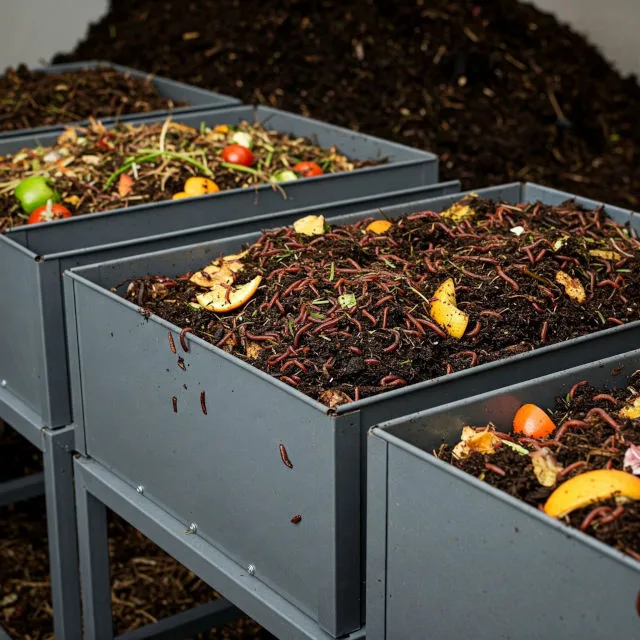 emptying schedule, compost harvest, mature compost, worm activity, seasonal composting, vermiculture maintenance, continuous processing, drawer composting, compost removal, worm health