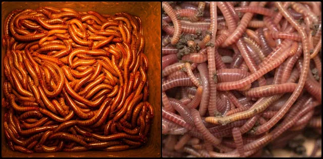 worm species, african nightcrawlers, red wigglers, vermiculture system, worm composting, composting efficiency, organic waste, summer composting, ventilation, healthy compost