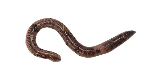 cold-tolerant worms, european nightcrawlers, red wigglers, african nightcrawlers, winter worms, composting efficiency, worm species, nutrient-rich compost, organic decomposition, vermiculture system
