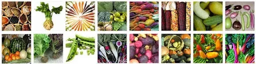 Highest Good Food, food forest development, sustainable food infrastructure, food self-sufficiency, regenerative agriculture, swale construction, water table restoration, soil regeneration, swale mulch plant method, permaculture food forest, sustainable land management, goat farming, chicken farming, food waste composting, organic fertilizer production, community food production, open source botanical garden, wildlife habitat restoration, biodiversity conservation, sustainable agriculture planning, food forest planting, ecological restoration, water conservation, regenerative food systems, One Community project